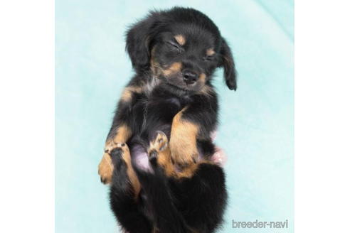 成約済の東京都のチワックス:チワワ×ミニチュアダックスフンド-190537の5枚目